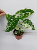 Alocasia Frydek Variegata