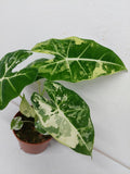 Alocasia Frydek Variegata