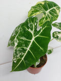 Alocasia Frydek Variegata