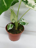 Alocasia Frydek Variegata