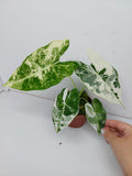 Alocasia Frydek Variegata