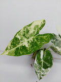 Alocasia Frydek Variegata