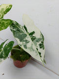 Alocasia Frydek Variegata