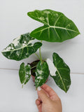 Alocasia Frydek Variegata