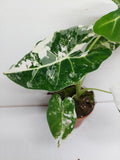 Alocasia Frydek Variegata