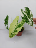 Alocasia Frydek Variegata