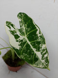 Alocasia Frydek Variegata