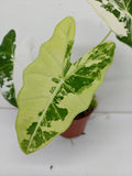 Alocasia Frydek Variegata