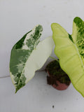 Alocasia Frydek Variegata