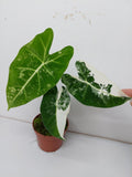 Alocasia Frydek Variegata