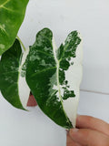 Alocasia Frydek Variegata