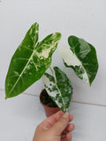 Alocasia Frydek Variegata