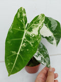 Alocasia Frydek Variegata