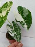 Alocasia Frydek Variegata