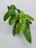 Philodendron Jose Buono