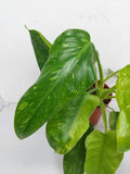 Philodendron Jose Buono