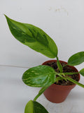 Philodendron Jose Buono