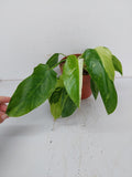 Philodendron Jose Buono