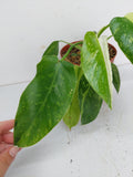 Philodendron Jose Buono