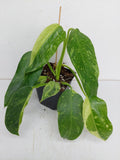 Philodendron Jose Buono