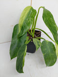 Philodendron Jose Buono