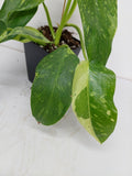 Philodendron Jose Buono