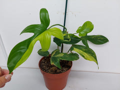 Philodendron Florida Beauty