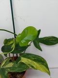 Philodendron Florida Beauty