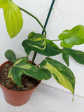 Philodendron Florida Beauty