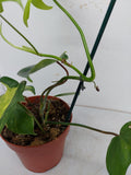 Philodendron Florida Beauty