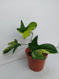 Philodendron Florida Beauty