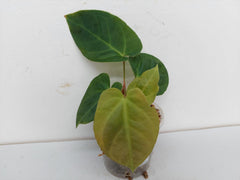 Anthurium Papillilaminum Hybrid