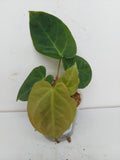 Anthurium Papillilaminum Hybrid