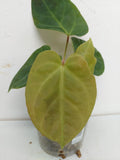 Anthurium Papillilaminum Hybrid