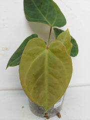 Anthurium Papillilaminum Hybrid