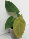 Anthurium Papillilaminum Hybrid