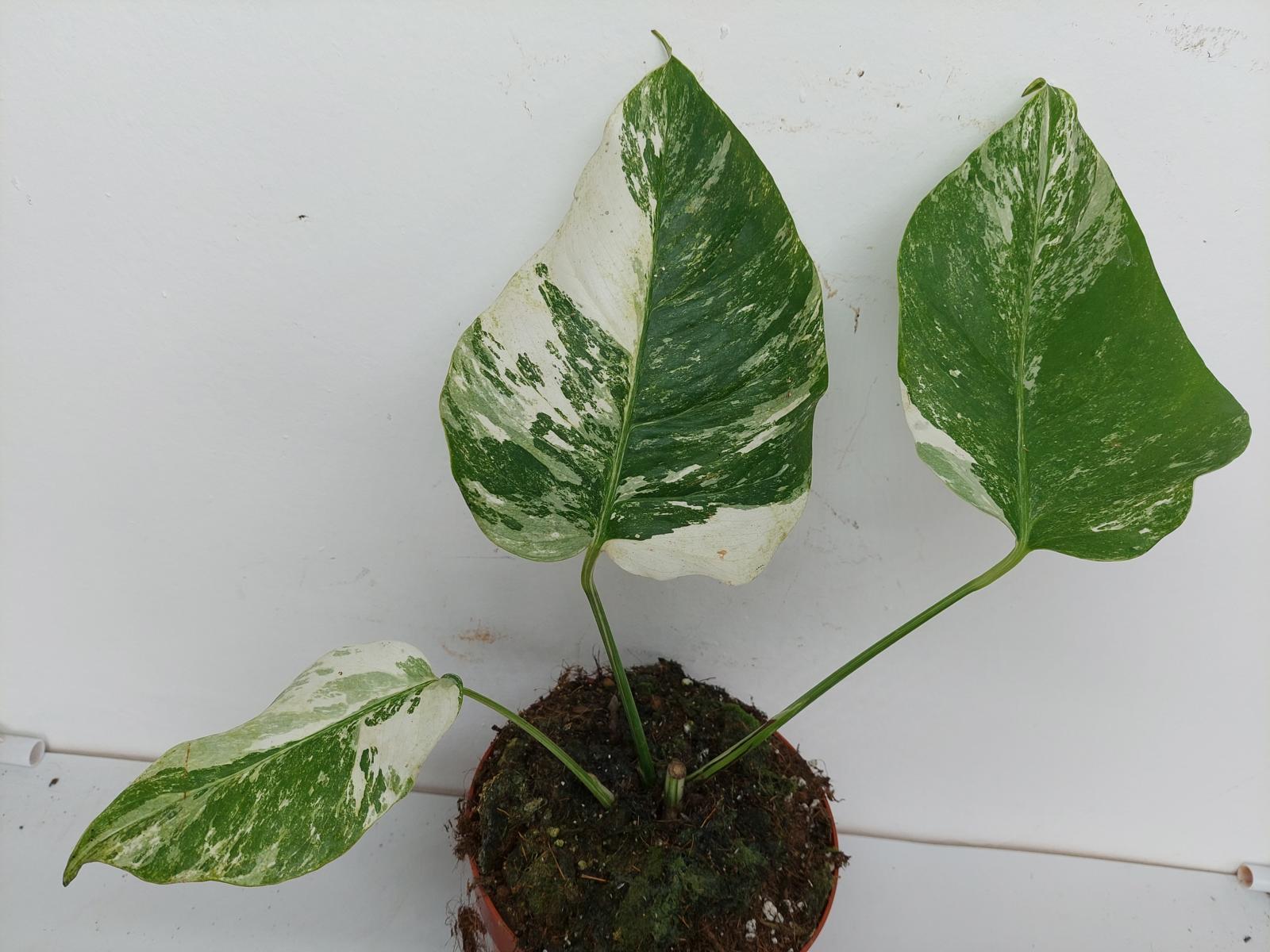 Monstera Variegata Stecklinge eingetopft