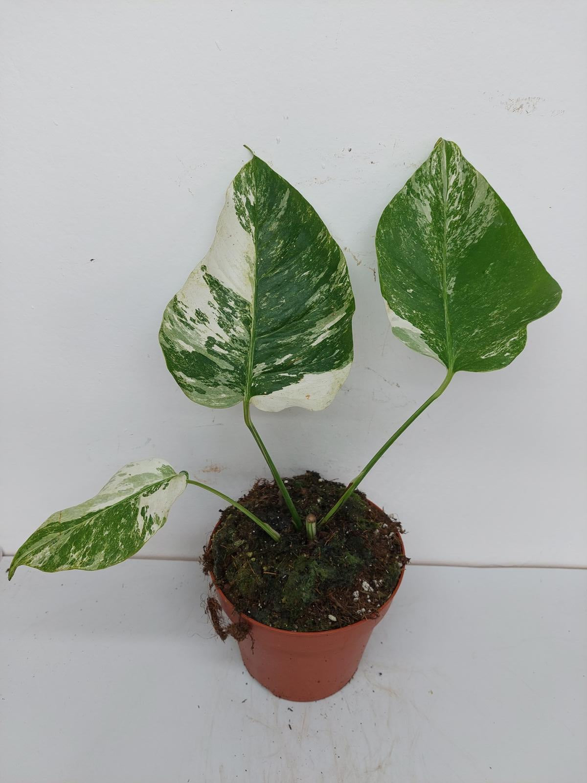 Monstera Variegata Stecklinge eingetopft