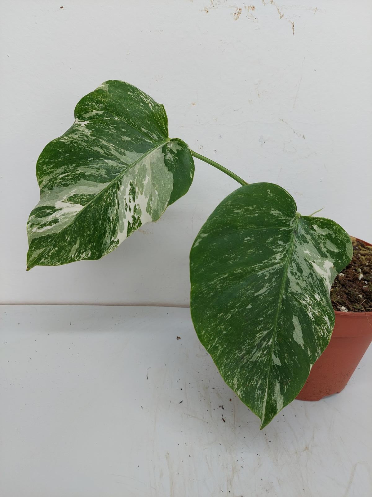 Monstera Variegata Stecklinge eingetopft