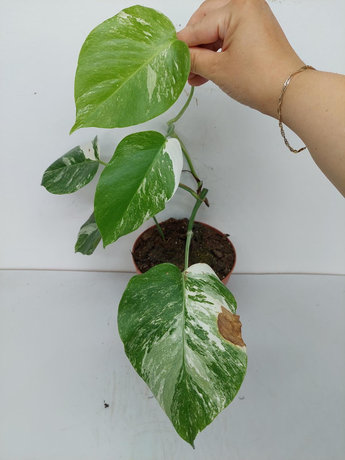 Monstera Variegata Stecklinge eingetopft