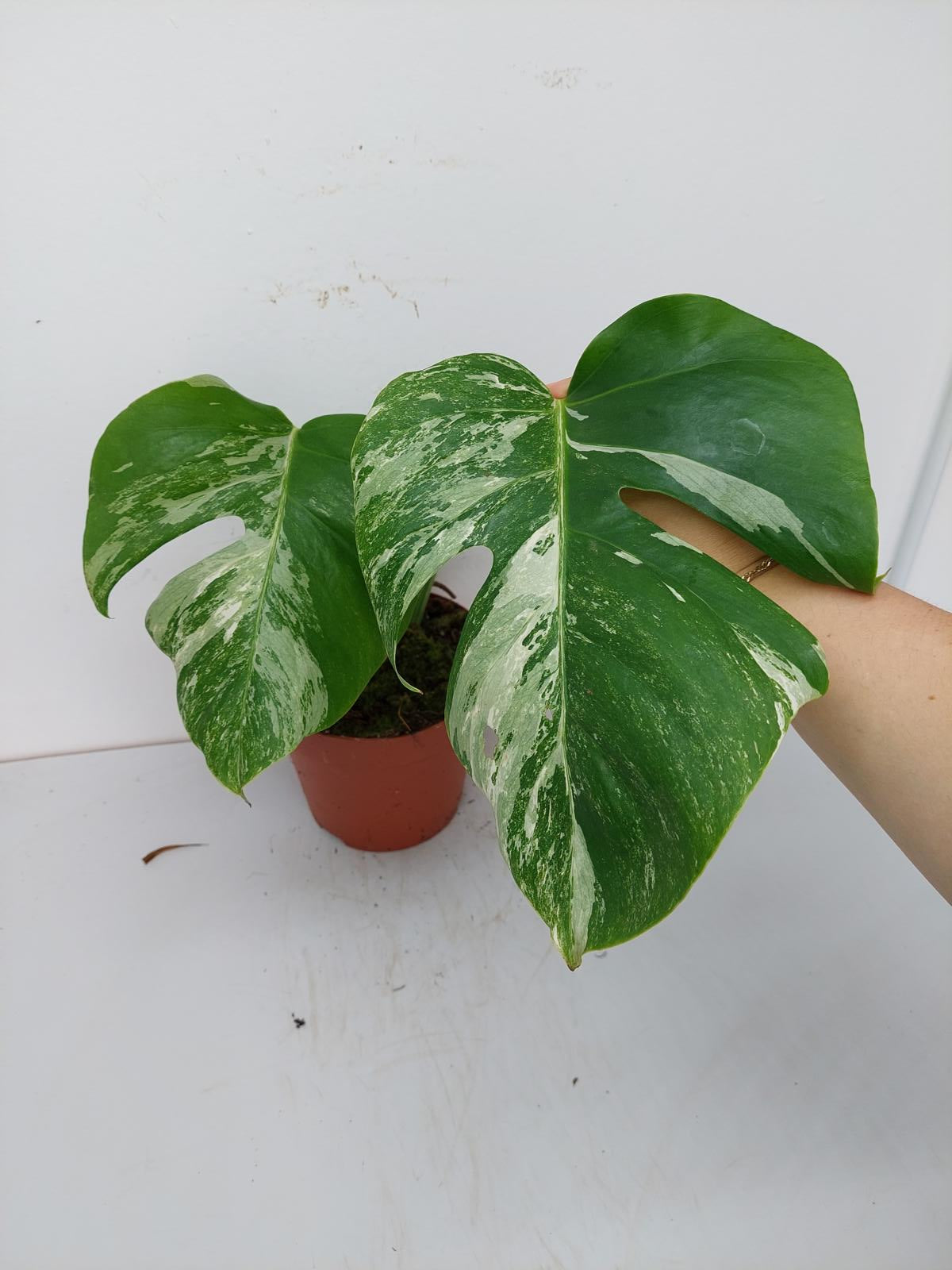 Monstera Variegata Stecklinge eingetopft