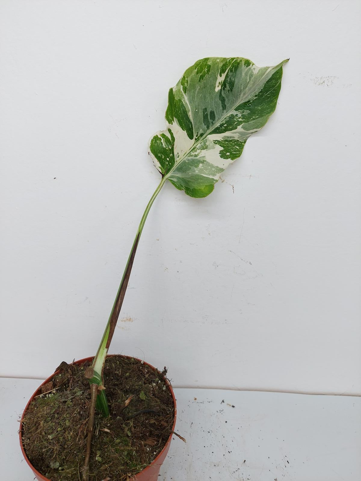 Monstera Variegata Stecklinge eingetopft