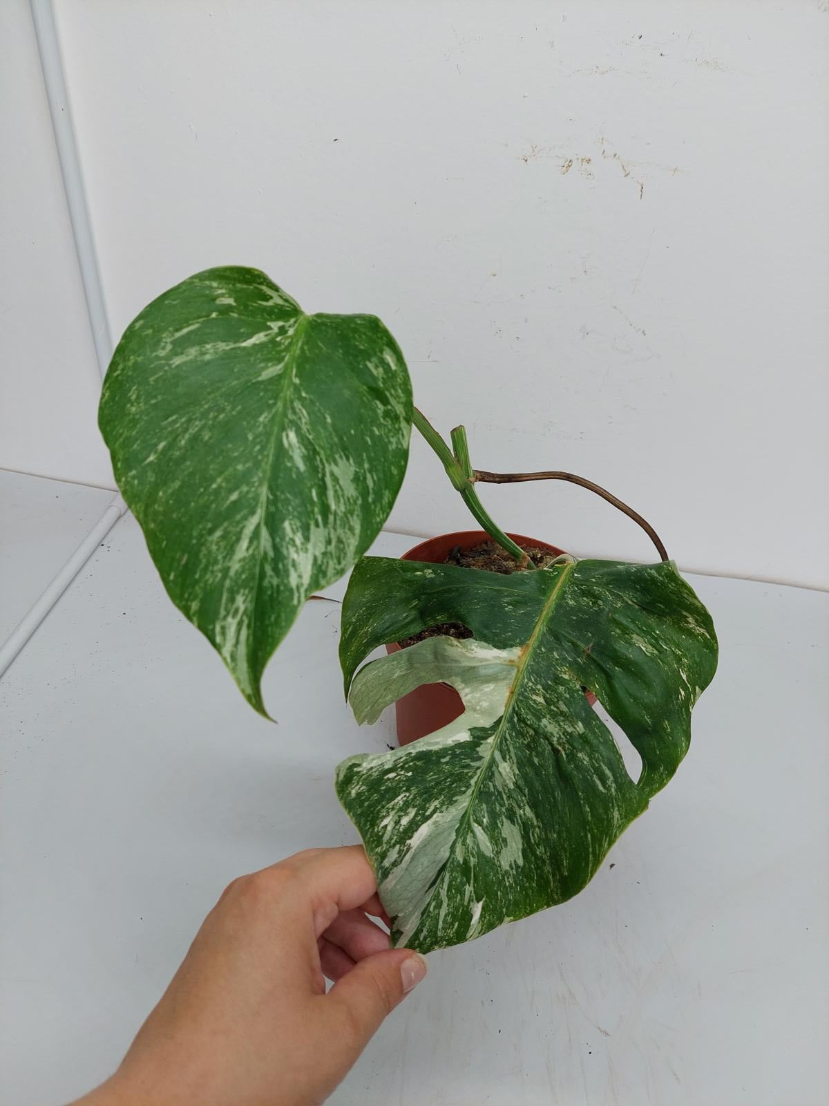 Monstera Variegata Stecklinge eingetopft