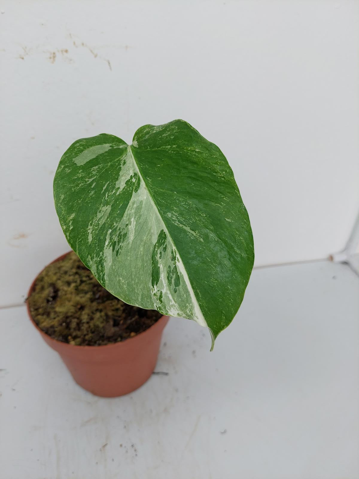 Monstera Variegata Stecklinge eingetopft