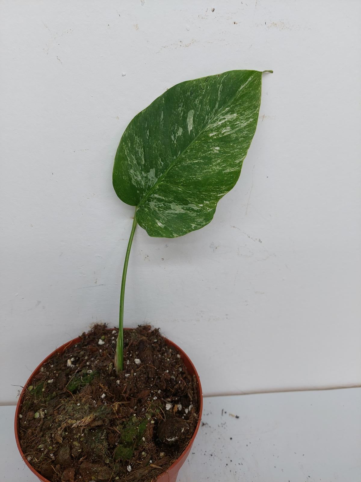 Monstera Variegata Stecklinge eingetopft