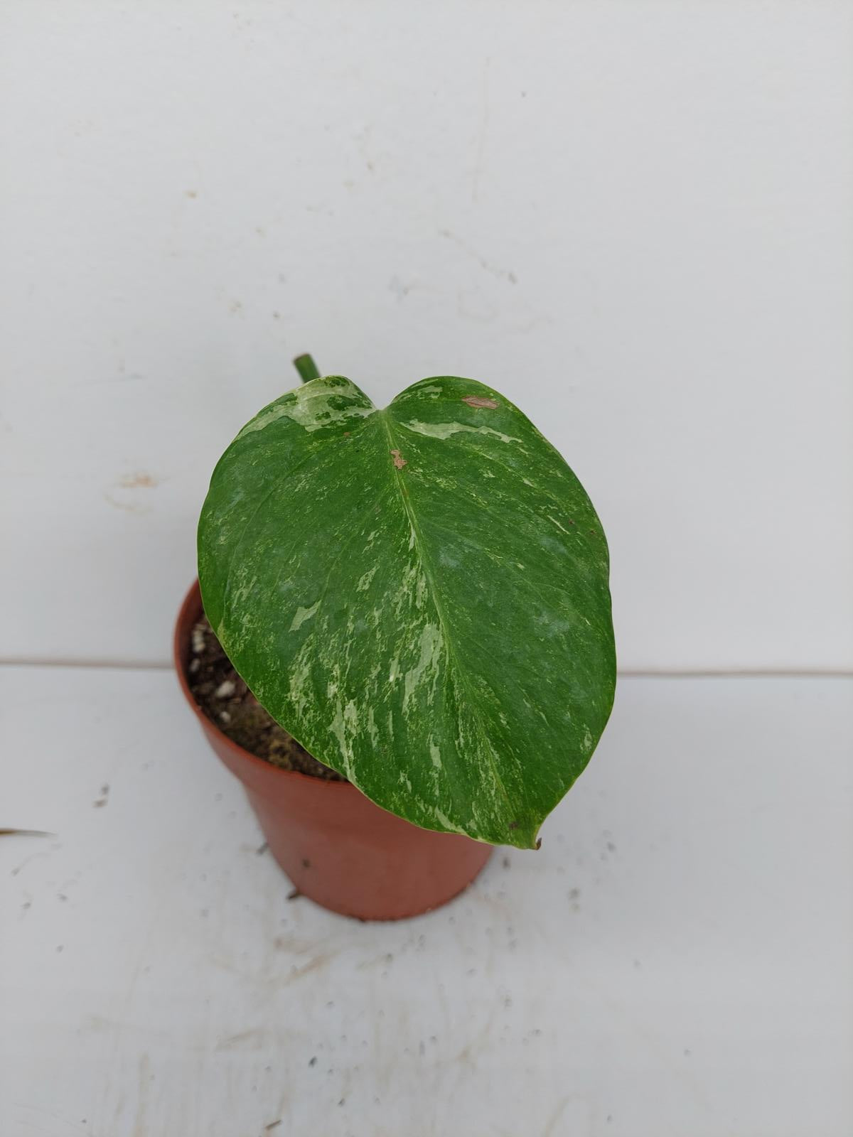 Monstera Variegata Stecklinge eingetopft