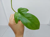 Philodendron Florida Beauty Steckling