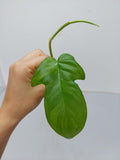 Philodendron Florida Beauty Steckling