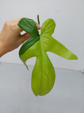 Philodendron Florida Beauty Steckling