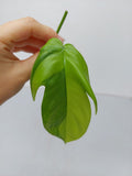 Philodendron Florida Beauty Steckling